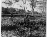 Laborers picking tea leaves in Assam, India, during WWII.