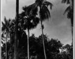 Harvesting Betel nuts from an Areca Palm during WWII in the CBI.   Photo from Malcolm J. Setzer