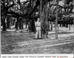 James Cope stands under extensive Banyan tree in Calcutta during WWII.