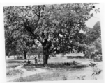 People take advantage of shade under large tree.  Scenes in India witnessed by American GIs during WWII. For many Americans of that era, with their limited experience traveling, the everyday sights and sounds overseas were new, intriguing, and photo worthy.