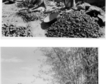 People crushing rocks by hand (top), and boy herding cows (bottom).  Scenes in India witnessed by American GIs during WWII. For many Americans of that era, with their limited experience traveling, the everyday sights and sounds overseas were new, intriguing, and photo worthy.